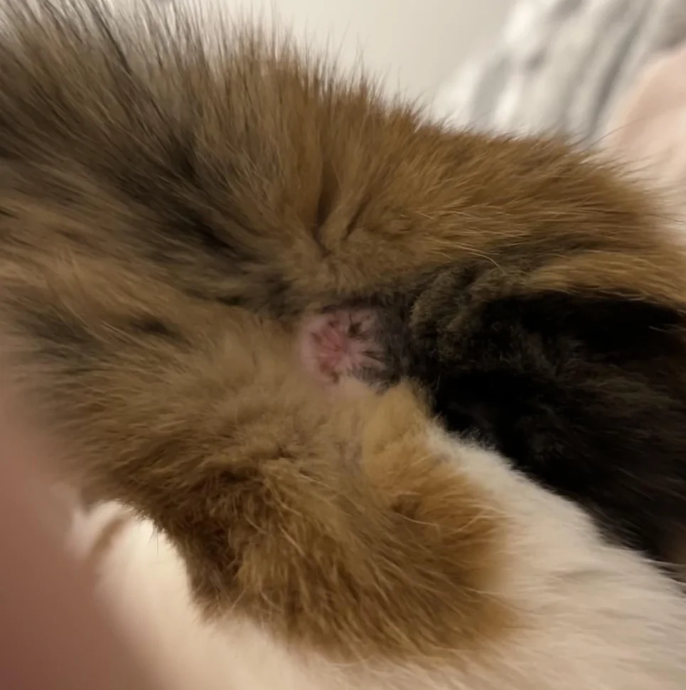 Cat Butthole